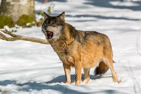  De Kieken Die Sneeuw Eten: Een Bizarre Reis Door de 5e-eeuwse Amerikaanse Folklore